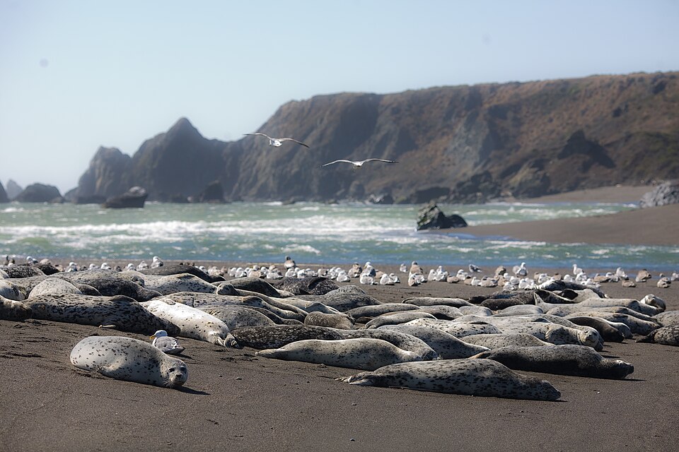 Bodega Bay